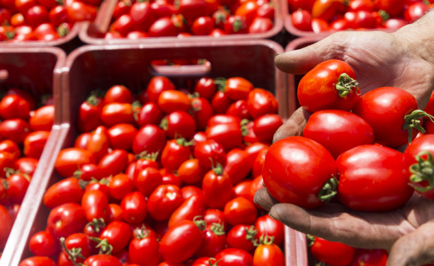 Il nostro pomodoro ritrovato raccontato a Geo, Rai 3