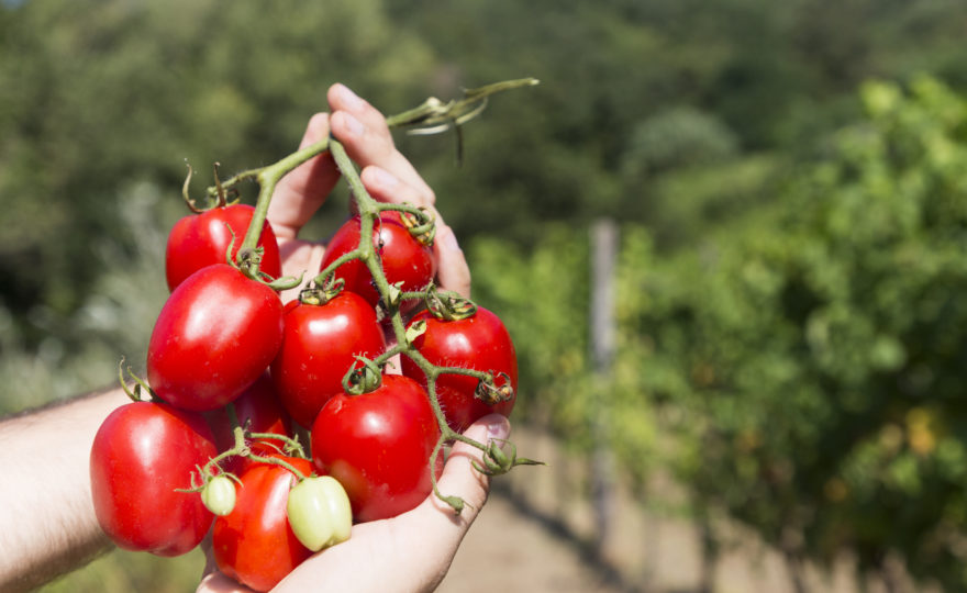 TOMATO RE UMBERTO, CALLED “FIASCONE”