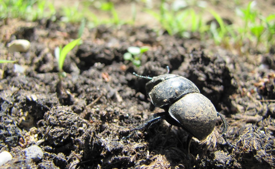 ECO-TERRA: SOIL BIOLOGICAL QUALITY PROJECT